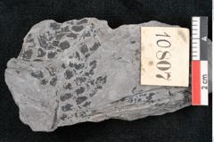 Foto (Detailansicht) von Sphenopteris sp.  (NHMW-GEO-2024-0188-10807)